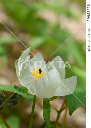 山牡丹白花 山牡丹白花 39983738