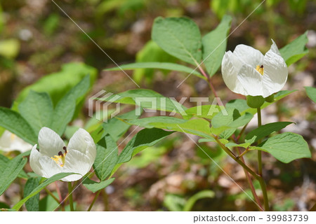 山牡丹白花 山牡丹白花 39983739