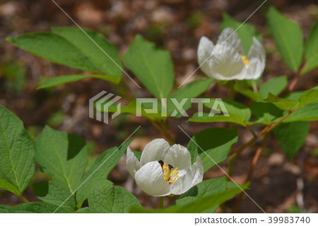山牡丹白花 山牡丹白花 39983740