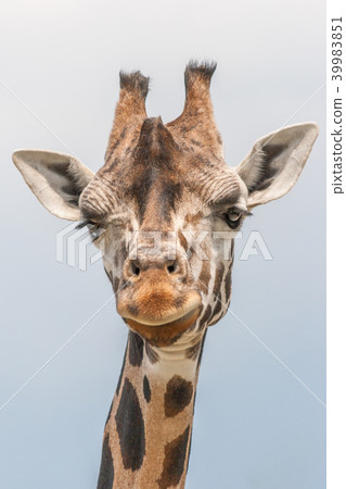 The giraffe (Giraffa). 39983851
