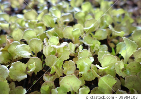 Hydroponics method of growing plants 39984108
