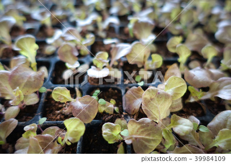 Hydroponics method of growing plants Hydroponics method of growing plants 39984109