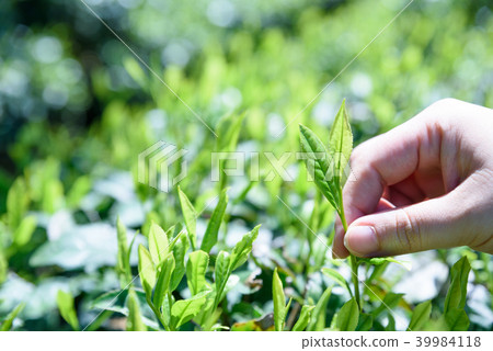 Tea Field Tea field Fresh leaves hand-picked Early morning image 39984118