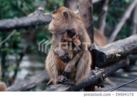 Scene of little monkey with her mom. Scene of little monkey with her mom. 39984178