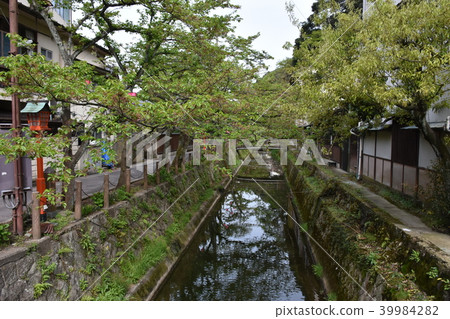 城崎溫泉大磯河柳 城崎溫泉大磯河柳 39984282