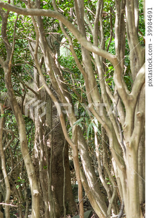 Tab tree and camellia forest Natural monument Akita Tab tree and camellia forest Natural monument Akita 39984691