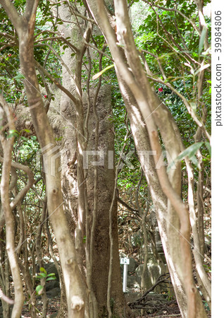 Tab tree and camellia forest Natural monument Akita Tab tree and camellia forest Natural monument Akita 39984806