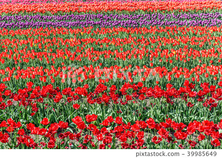 Tulip field Tulip field 39985649