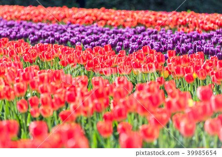 Tulip field 39985654