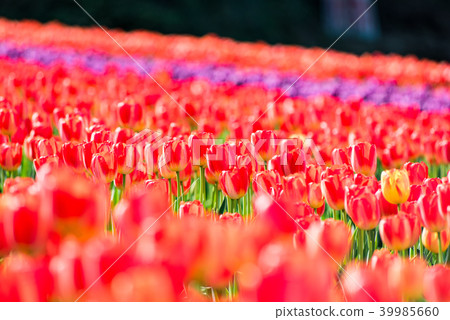 Tulip field 39985660