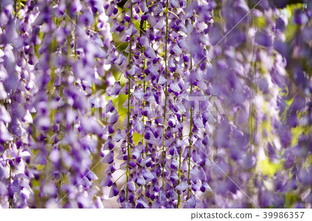 Kao Satoyama富士節 39986357