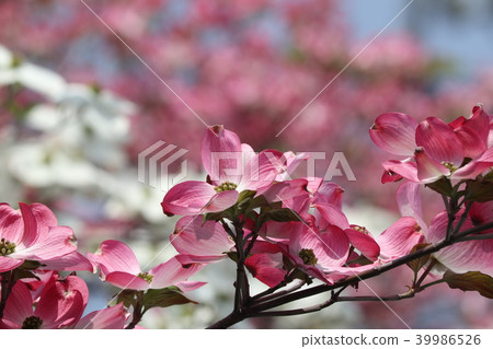 Tree Flower "Hana Mizuki" Hirakata City, Osaka Prefecture 39986526
