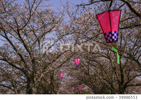 Tachioka Nature Park Sakura Park 39986551