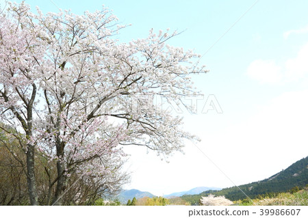 Ohara no Sato櫻花 Ohara no Sato櫻花 39986607