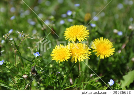 Dandelion of village of Ohara Dandelion of village of Ohara 39986658