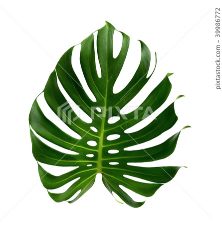 ropical jungle Monstera leaves isolated ropical jungle Monstera leaves isolated 39986772