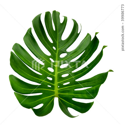 ropical jungle Monstera leaves isolated ropical jungle Monstera leaves isolated 39986773