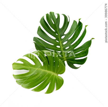 ropical jungle Monstera leaves isolated ropical jungle Monstera leaves isolated 39986774