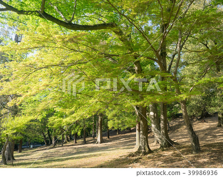 Sunny maple forest Sunny maple forest 39986936