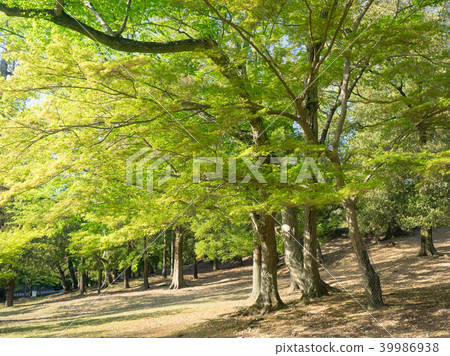 Sunny maple forest Sunny maple forest 39986938