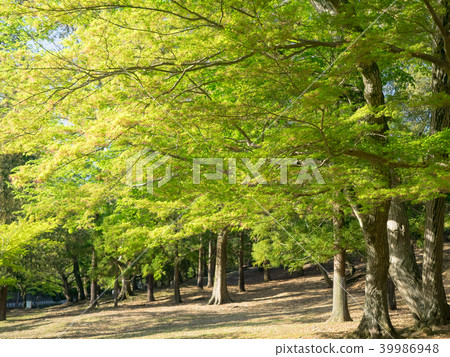 Sunny maple forest Sunny maple forest 39986948