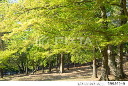 Sunny maple forest Sunny maple forest 39986949