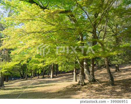 Sunny maple forest Sunny maple forest 39986951