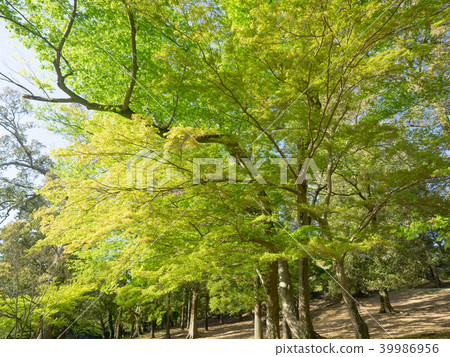Sunny maple forest 39986956