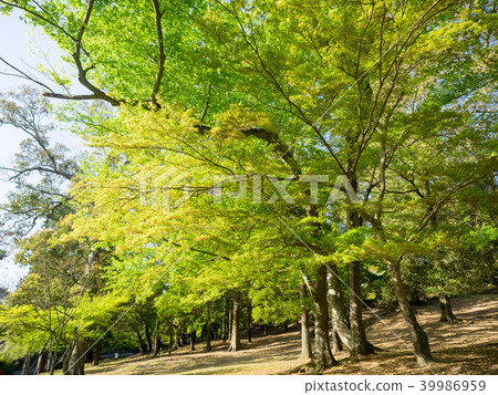 Sunny maple forest 39986959