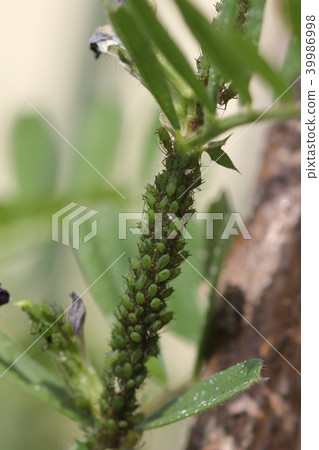 Broad bean aphid 04 39986998