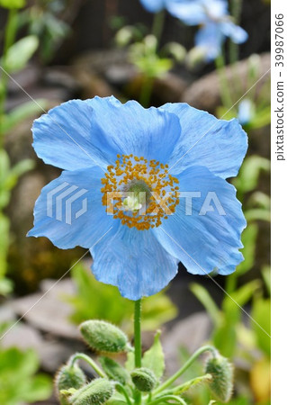 喜馬拉雅山的罌粟 39987066