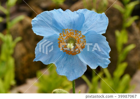 藍罌粟 39987067