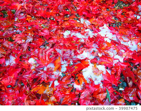 秋天的樹葉 39987475