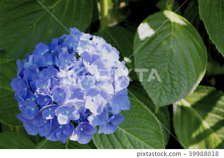繡球 39988018