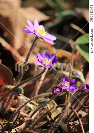 春天的到來（Omisumiso） 39988141