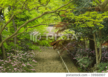 Fresh green and Murouji Temple blooming with a cherry blossom Fresh green and Murouji Temple blooming with a cherry blossom 39988907