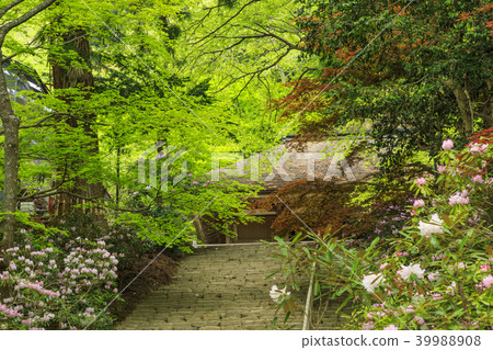 Fresh green and Murouji Temple blooming with a cherry blossom Fresh green and Murouji Temple blooming with a cherry blossom 39988908