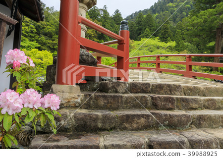 開花與櫻花的新鮮的綠色和Murouji寺廟 開花與櫻花的新鮮的綠色和Murouji寺廟 39988925