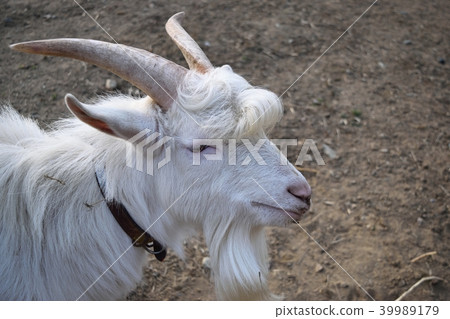 山羊 39989179