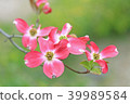 Dogwood red flower 39989584