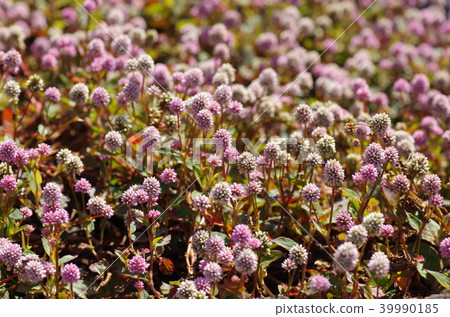 淡水蕎麥麵（Himenba蕎麥麵） 39990185