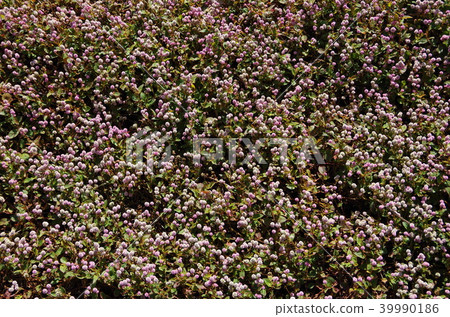 Himetsuroba的地被植物 Himetsuroba的地被植物 39990186