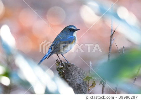 Wild bird at Yakushi-ike park Wild bird at Yakushi-ike park 39990297