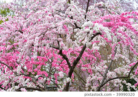 Peach blossoms　 39990320