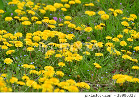 Dandelion flower 39990328