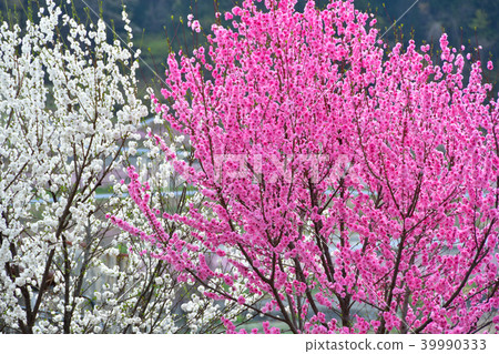 Peach blossoms　 39990333