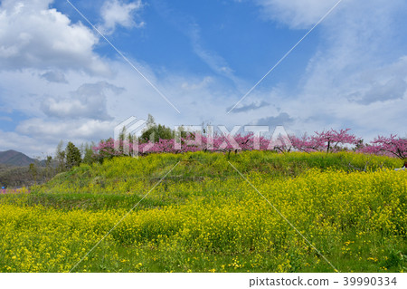 Rape flowers and peach blossoms 39990334