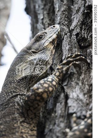 Race lizard Race lizard 39990392