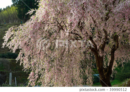 垂落的櫻花一定的環境 39990512