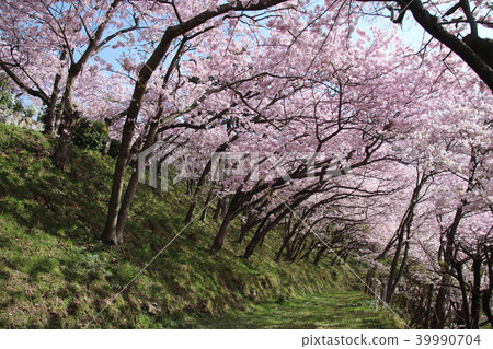 Cherry blossoms 39990704